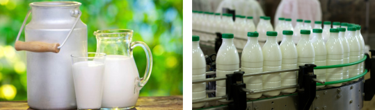 Production and processing of milk