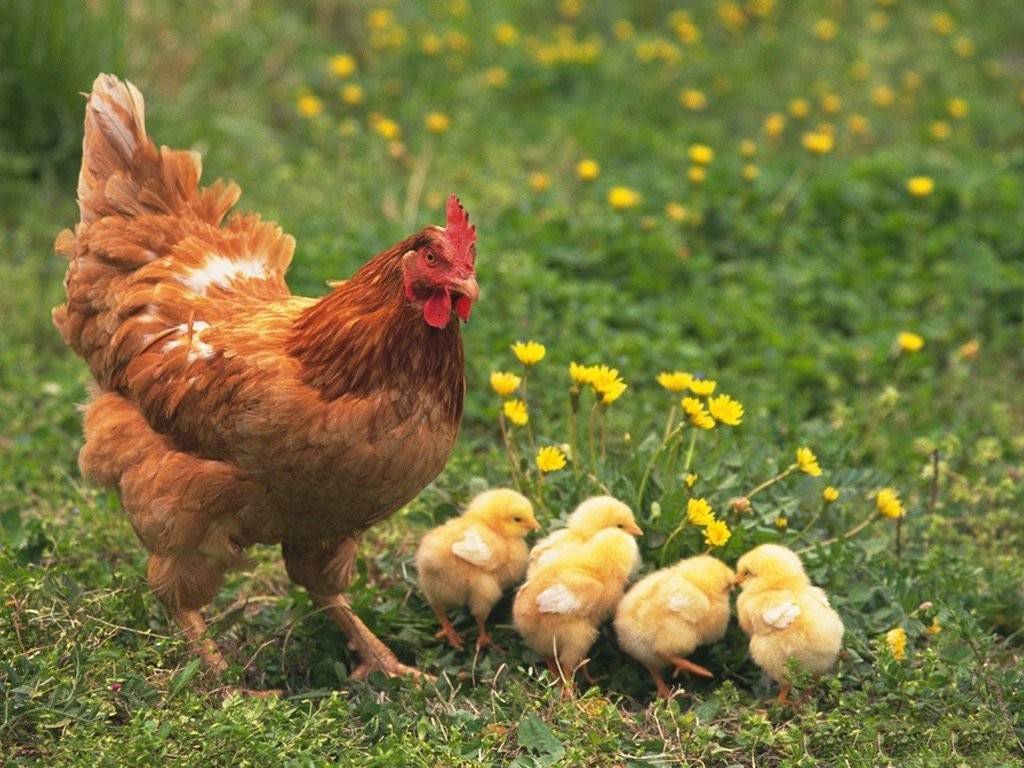 Telavi, Vardubani Poultry Farm - Maternal Flock